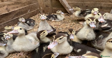 Ducks poultry - Advert 1