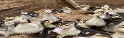 Ducks poultry for sale: Ducklings and adults available various ages  - Advert 2