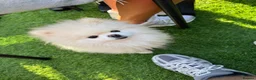 Pomeranian dogs for stud: Miniature Teddy bear Pomeranian for STUD  in Manchester - Advert 4