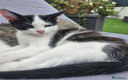 Domestic Shorthair cats for sale:  kitten  - Image 1