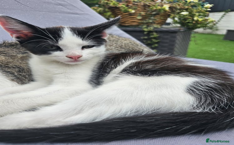 Domestic Shorthair cats - Advert 3