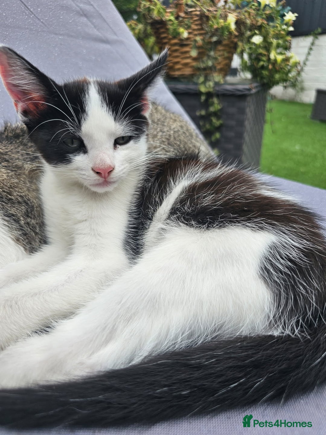 Domestic Shorthair cats for sale:  kitten  - Image 1