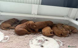 Australian Labradoodle dogs for sale: Red Australian Labradoodle Puppies - WALA Multigen - Image 15