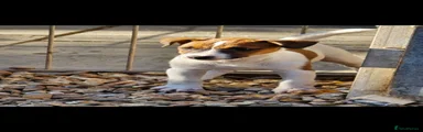 Jack Russell 1