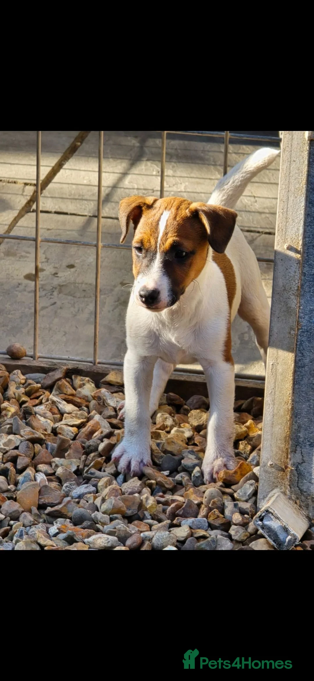 Jack Russell dogs for sale: Jack Russel terrier bitch pup - Advert 2