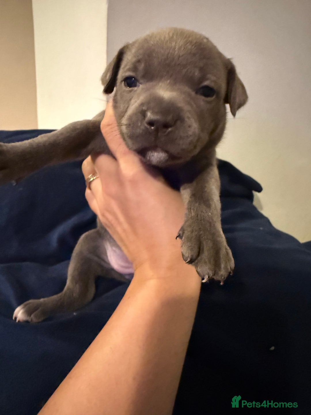 Staffordshire Bull Terrier dogs for sale: KC Registered Exceptional Blue Staffies - Advert 13