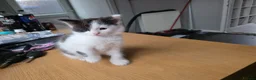 British Longhair cats for sale: Black and white kitten in Stockport - Advert 6
