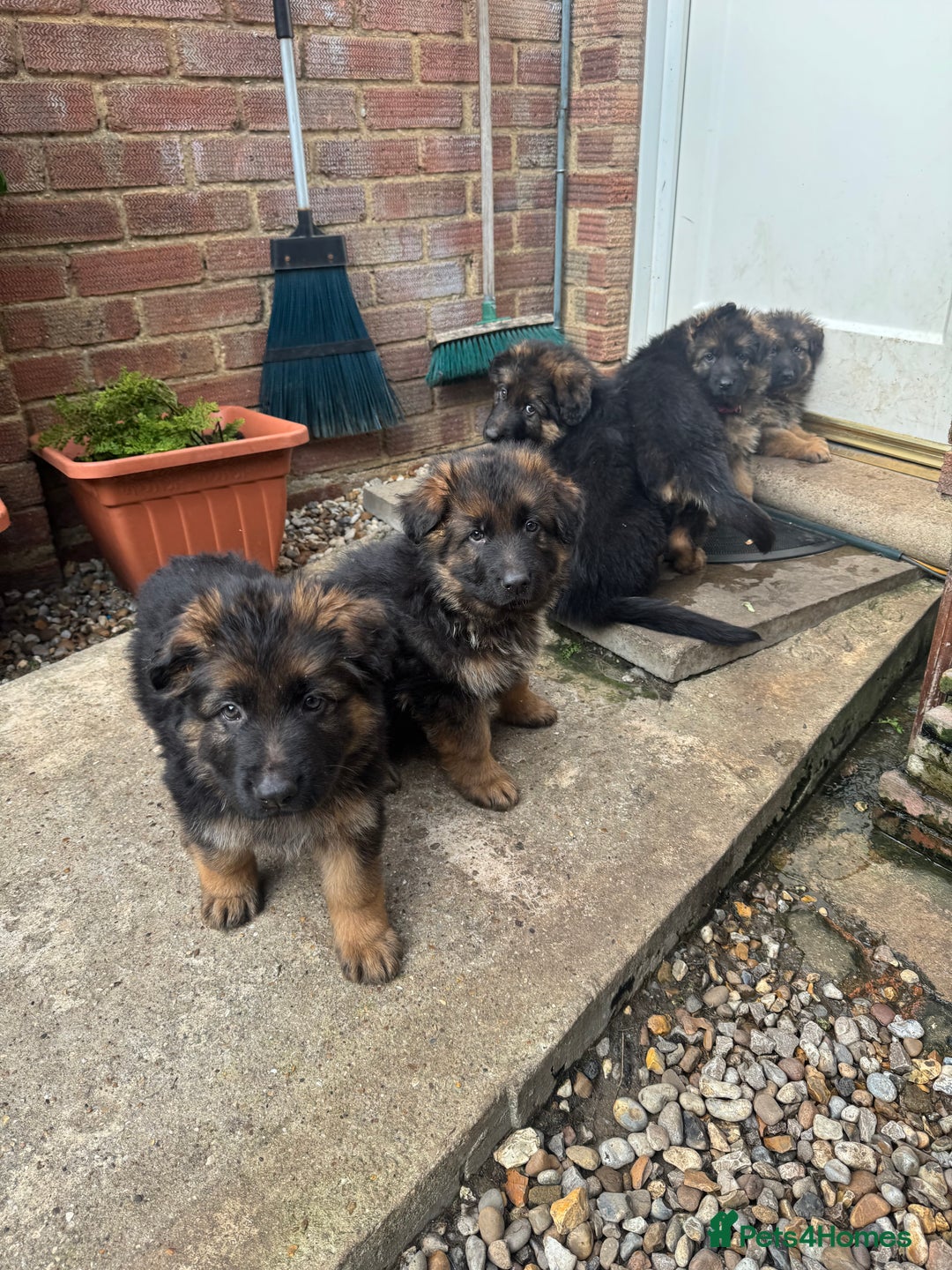 German Shepherd dogs for sale: Gorgeous 10 GSD Puppies Looking For Their Homes - Image 1