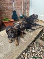 German Shepherd dogs - Advert 3