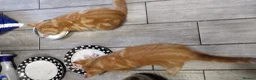 Mixed Breed cats for sale: Kitten ready for new home in Hereford - Advert 3