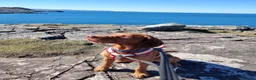 Hungarian Vizsla dogs for sale: Fudge  - Advert 6