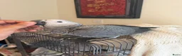 Parrots birds for sale: Hand Reared Baby African Grey - Advert 3
