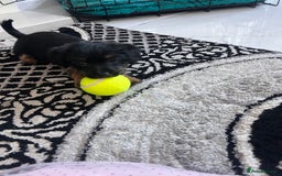 Jack Russell dogs for sale: Jackrussel  - Image 16