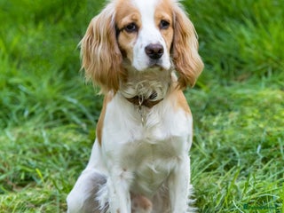 Cocker Spaniel dogs in Dorchester - Advert 33