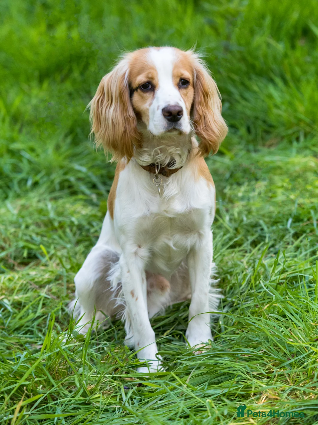 Cocker Spaniel dogs for stud: Health tested cocker spaniel for stud in Dorchester - Advert 2