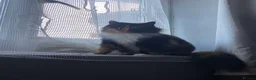 Mixed Breed cats for sale: 2 Male and 1 Female kitten for sale £60 Each  in Chichester - Advert 9