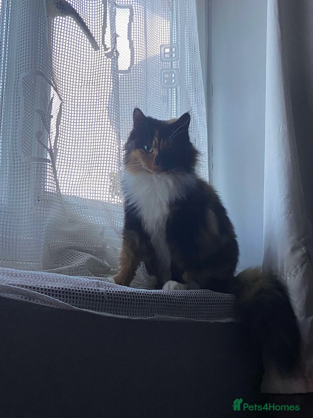 Mixed Breed cats for sale: 2 Male and 1 Female kitten for sale £60 Each  in Chichester - Advert 9