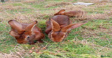 Belgian Hares rabbits - Advert 14
