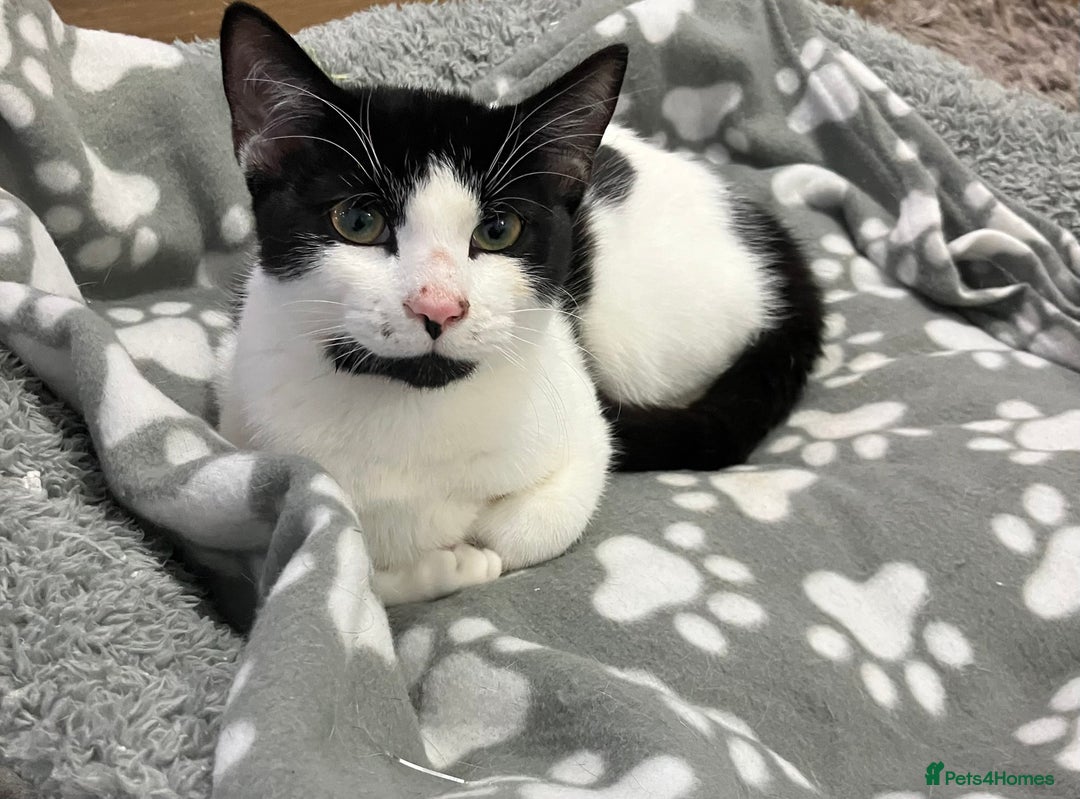 Manx cats for sale: Cookie - Advert 2