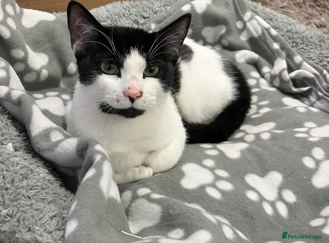 Manx cats for sale: Cookie - Advert 2