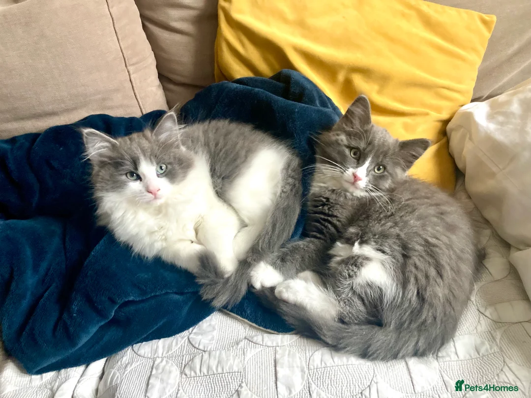 Maine Coon cats for sale: Rag Coon Kittens - Advert 10
