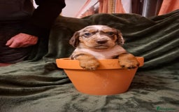 Cockerdor dogs for sale: Rare coloured stunning Cockerdor pups  - Image 9