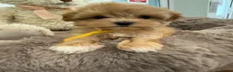 Maltipoo dogs for sale: Korean lined, f1. Fully dna & health tested   - Advert 24