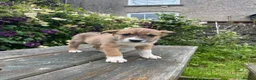 Mixed Breed dogs for sale: Adorable Litter of 9 Border collies - Advert 13