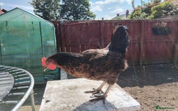 Chickens poultry for sale: 4 Chickens for sale - Image 3