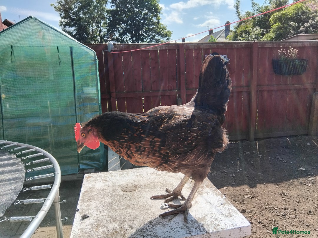 Chickens poultry for sale: 4 Chickens for sale - Image 3