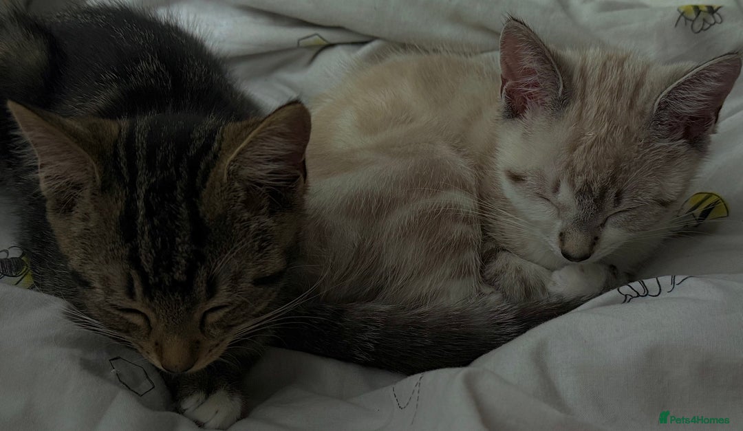 Bengal cats for sale: Bengal x American short hair mix - Image 4