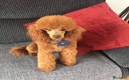 Cavapoo dogs for sale: cavapoo  - Image 12