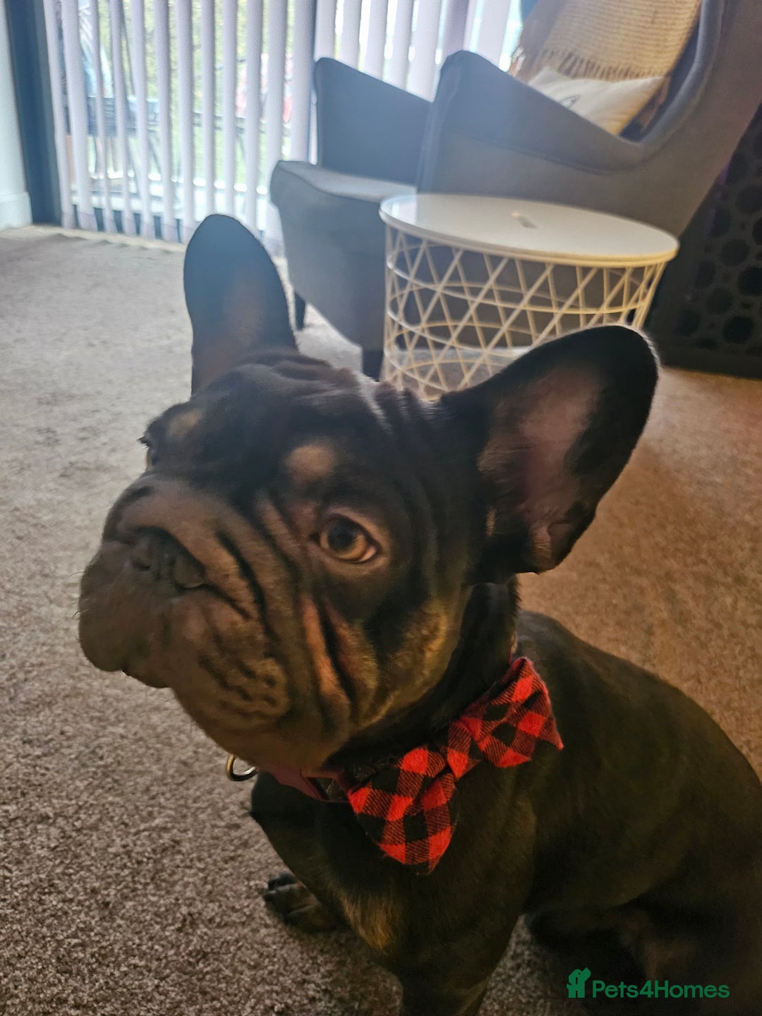 French Bulldog dogs for sale: Dugi is looking for his forever home  - Advert 4