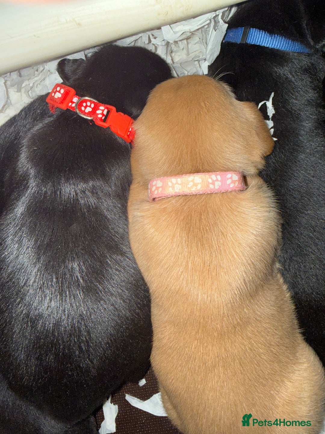 Labrador Retriever dogs for sale: LABRADOR PUPPIES FULL PEDIGREE K. C REG. - Advert 7