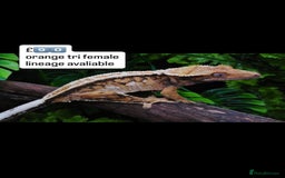 Gecko reptiles for sale: BEAUTIFUL CRESTED GECKOS   in Chigwell - Image 7