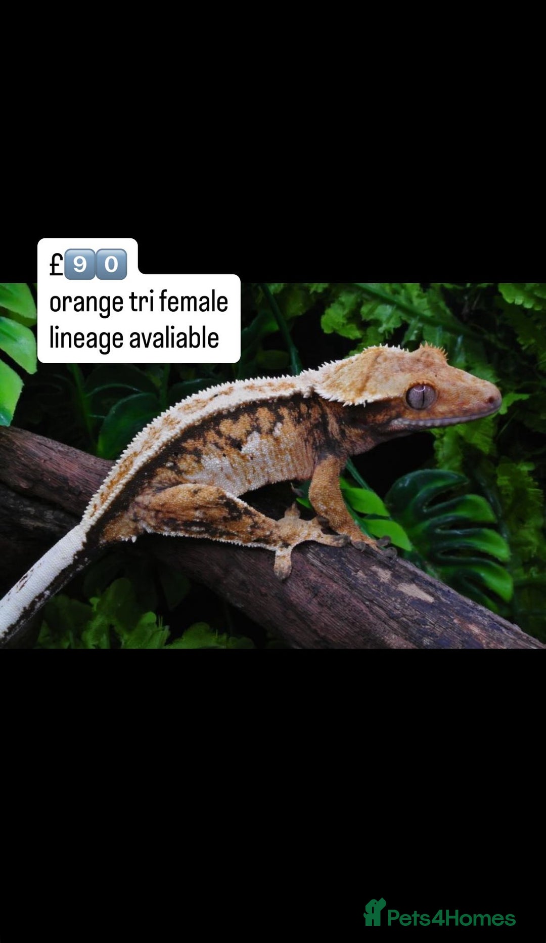 Gecko reptiles for sale: BEAUTIFUL CRESTED GECKOS   in Chigwell - Image 7