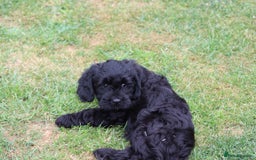 Cavapoo dogs for sale: Beautiful Cavapoo puppies for sale - Image 13