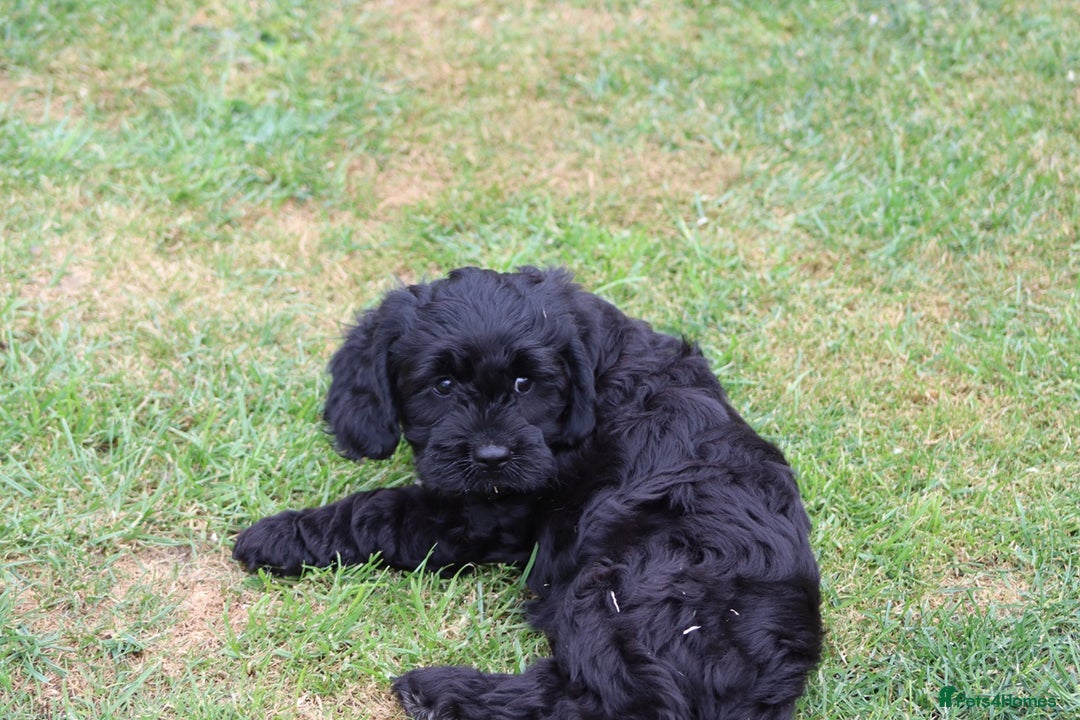 Cavapoo dogs for sale: Beautiful Cavapoo puppies for sale - Image 13