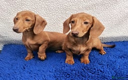 Miniature Dachshund dogs for sale: FULLY VAC READY NOW  MINI DAXIS PRA KC REG - Image 8