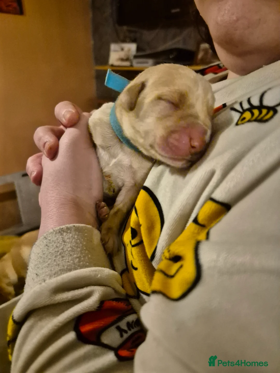 Labrador Retriever dogs for sale: KC Registered Pedigree Labrador Retriever Puppies - Advert 23