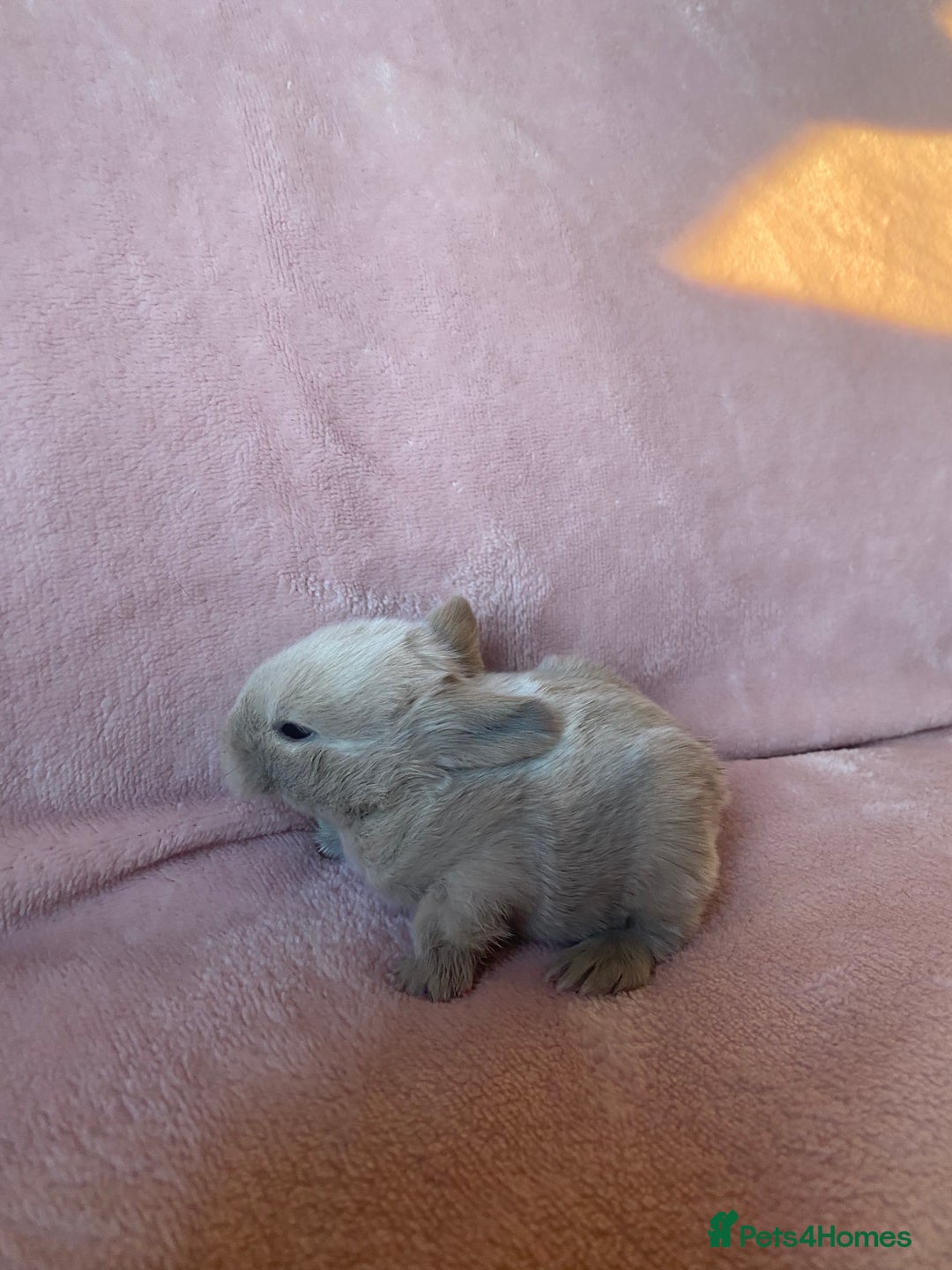 Mini Lop rabbits for sale: Welcome to my little family of  Mimi lops . - Advert 7