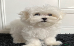Maltese dogs for sale: Beautiful Korean Maltese puppies  - Image 7