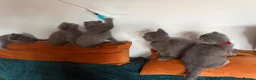 British Shorthair cats for sale: Blue BSH kittens looking new home - Advert 15