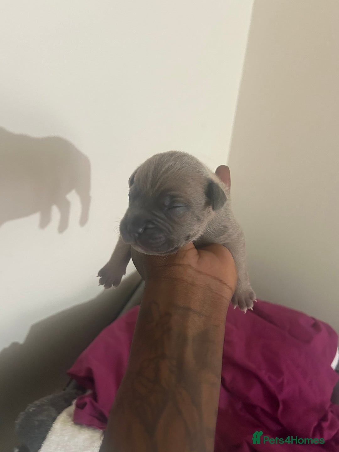 Mixed Breed dogs for sale: French bulldog mix - Image 11