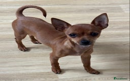 Chihuahua dogs for sale: ** chihuahua  - Image 3