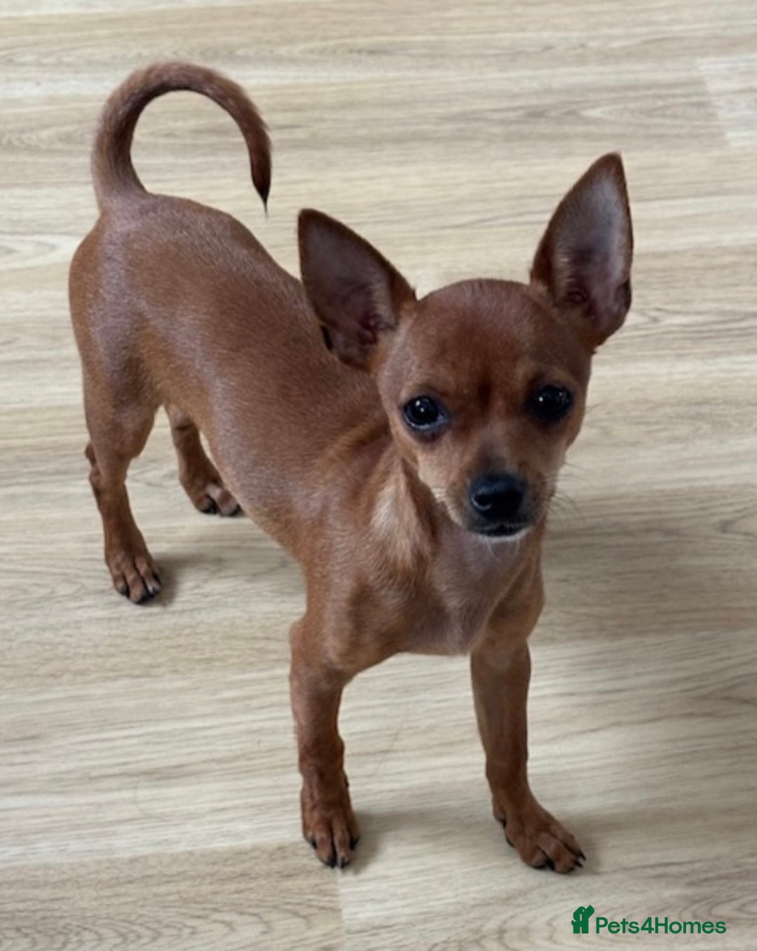 Chihuahua dogs for sale: ** chihuahua  - Image 3