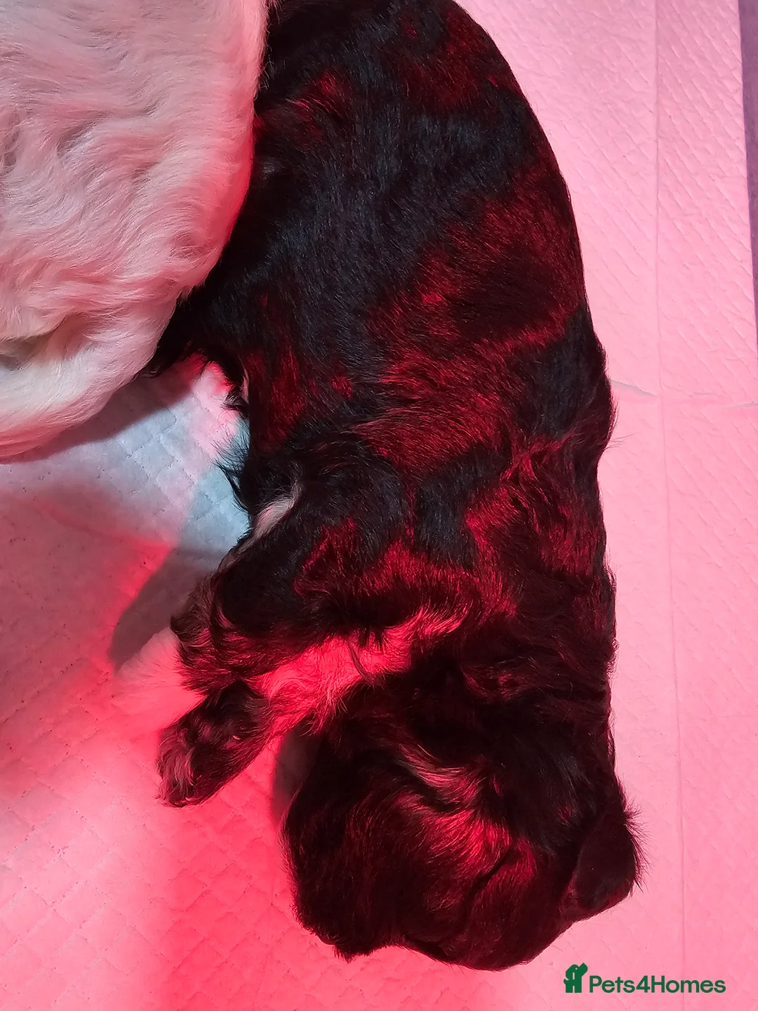 Bichon Frise dogs for sale: Bichon puppies in Luton - Advert 18