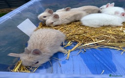 Lionhead rabbits for sale: 5x beautiful dwarf lion head bunnies  - Image 5