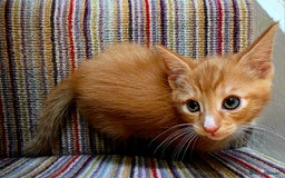 Mixed Breed cats for sale: 5 beautiful kittens for sale - Image 6