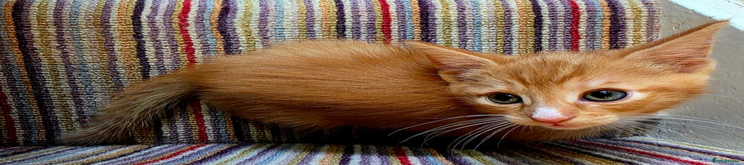 Ginger Boy Sir Lancelot